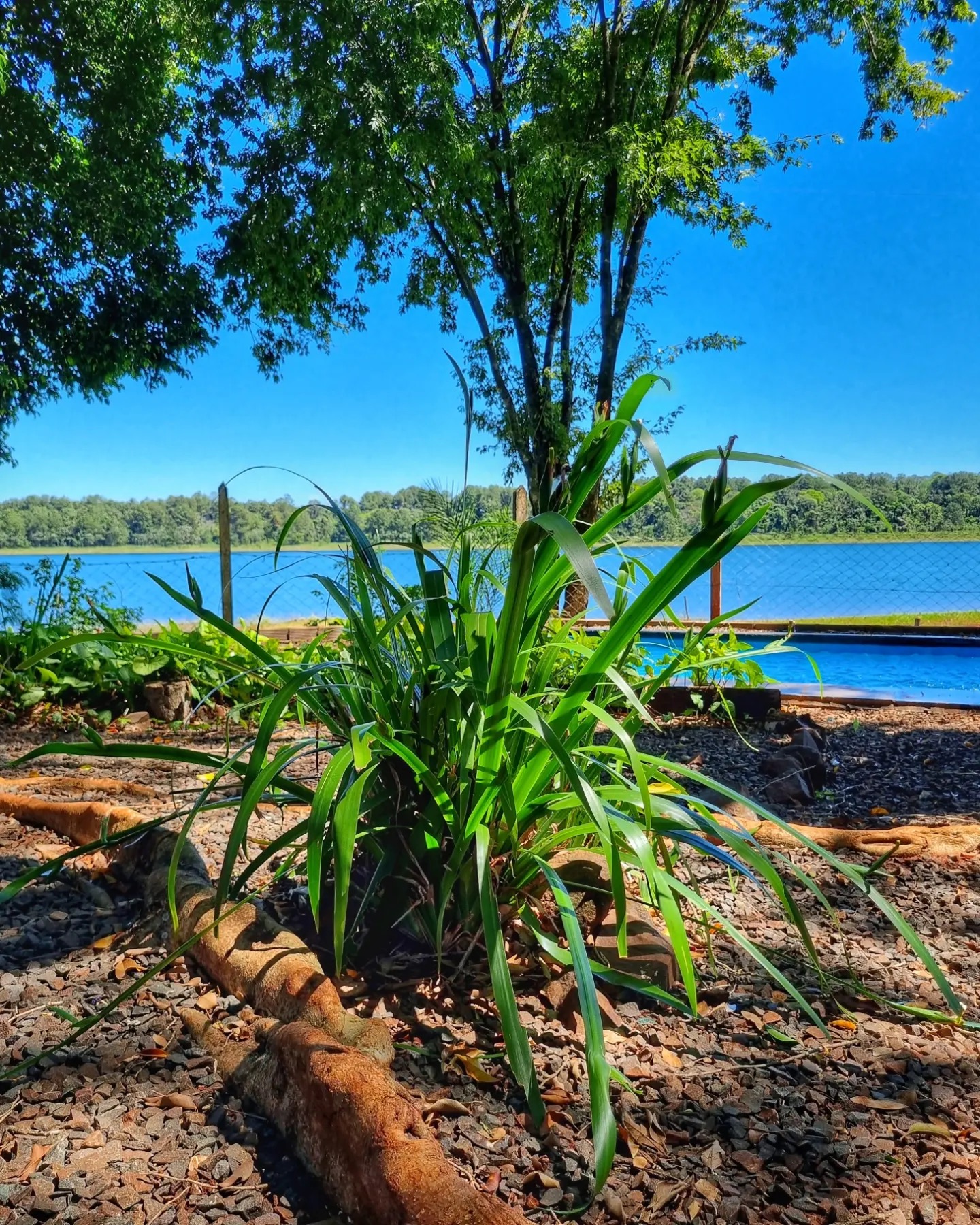 La costa, la vegetación en primer plano y el lago